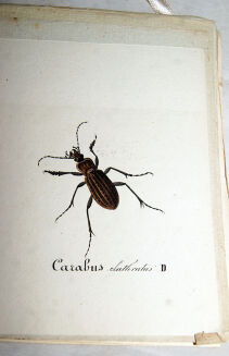 STRONCZYŃSKI- ROZRYWKI ENTOMOLOGICZNE wyd. 1835 kolorowane tablice - 5