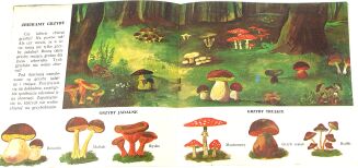 BRZECHWA- GRZYBY il. Szancer. Wyd.1 - 4