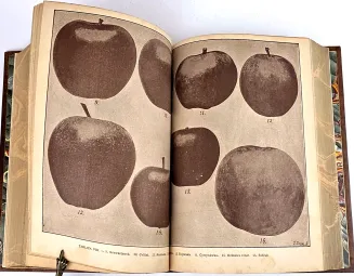 JANKOWSKI - SAD I OGRÓD OWOCOWY 1893r., tablice i drzeworyty - 5