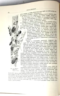 BREHM- ŻYCIE ZWIERZĄT T.I-II [komplet] OPRAWA WYDAWNICZA Barwne tablice, ryciny - 11