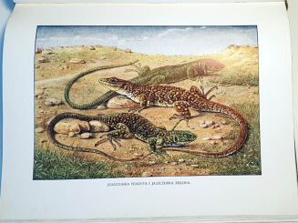 CORNISCH- ŚWIAT ZWIERZĄT Tom I-II setki ilustracji OPRAWA PUGET  - 12