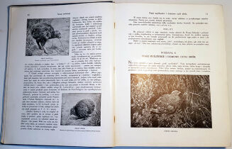 CORNISCH- ŚWIAT ZWIERZĄT Tom I-II setki ilustracji OPRAWA PUGET  - 14