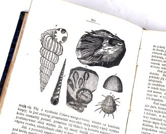 DZIEKOŃSKI- DZIWY ŚWIATA PIERWOTNEGO czyli KOLEBKA WSZECHŚWIATA wyd. 1872r. 268 drzeworytów - 6