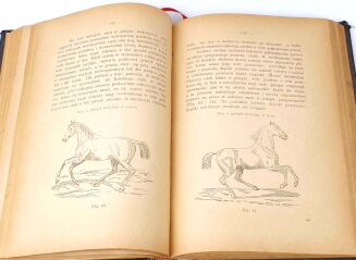 STIPAL- NAUKA JAZDY KONNEJ I TRESURY KONIA wyd. 1896 - 7
