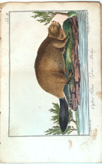 RITTER VON WILDUNGEN-  TASCHENBUCH FÜR FORST UND JAGDFREUNDE 1807 - 7