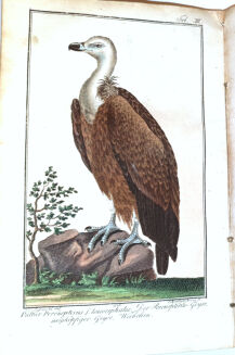 RITTER VON WILDUNGEN-  TASCHENBUCH FÜR FORST UND JAGDFREUNDE 1807 - 6