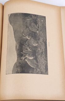 KRAWCZYŃSKI- ŁOWIECTWO Przewodnik dla leśników zawodowych i amatorów myśliwych 1924 - 8