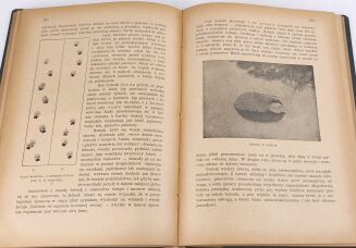 KRAWCZYŃSKI- ŁOWIECTWO Przewodnik dla leśników zawodowych i amatorów myśliwych 1924 - 9