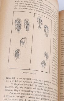 KRAWCZYŃSKI- ŁOWIECTWO Przewodnik dla leśników zawodowych i amatorów myśliwych 1924 - 13