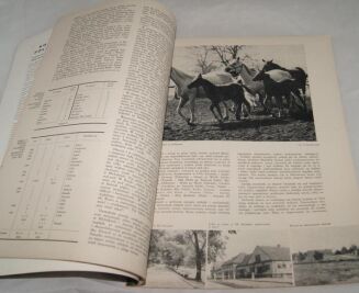 KOŃ POLSKI  1968 nr 3 - 3