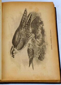 KALENDARZ MYŚLIWSKI ILUSTROWANY NA ROK 1893[-1897] [5 kalendarzy w 1 wol.]. - 28