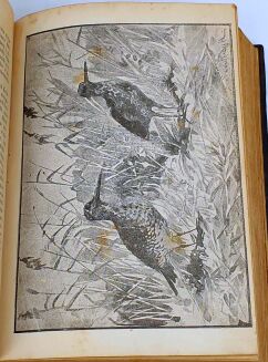 KALENDARZ MYŚLIWSKI ILUSTROWANY NA ROK 1893[-1897] [5 kalendarzy w 1 wol.]. - 36