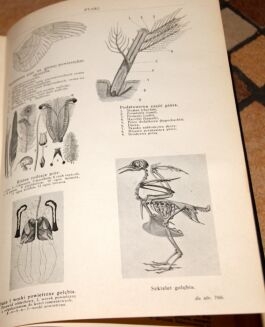 Encyklopedja Powszechna ULTIMA THULE mapy, rysunki, tablice TOM I-IX - 34