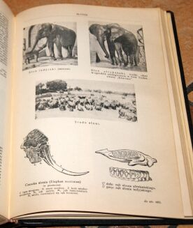 Encyklopedja Powszechna ULTIMA THULE mapy, rysunki, tablice TOM I-IX - 39