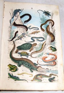 STRÄSSLE- HISTORYA NATURALNA KRÓTKO ZEBRANA DLA MŁODOCIANEGO WIEKU wyd. 1873 - 6