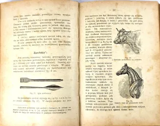ZIPPERLEN - WETERYNARYA GOSPODARSKA. Z ANATOMIĄ, FIZYOLOGIĄ, NAUKĄ O POWIERZCHOWNOŚCI ORAZ HYGIENĄ ZWIERZĄT DOMOWYCH - 8