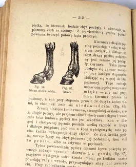 ZIPPERLEN - WETERYNARYA GOSPODARSKA. Z ANATOMIĄ, FIZYOLOGIĄ, NAUKĄ O POWIERZCHOWNOŚCI ORAZ HYGIENĄ ZWIERZĄT DOMOWYCH - 10