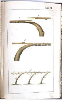 KOZUBOWSKI - RÓŻNE SPOSOBY SZCZEPIENIA DRZEW OWOCOWYCH I NARZĘDZIA OGRODNICZE DO TEGO POTRZEBNE wyd. 1878, 8 tablic chromolitografowanych - 7