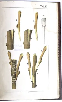 KOZUBOWSKI - RÓŻNE SPOSOBY SZCZEPIENIA DRZEW OWOCOWYCH I NARZĘDZIA OGRODNICZE DO TEGO POTRZEBNE wyd. 1878, 8 tablic chromolitografowanych - 8