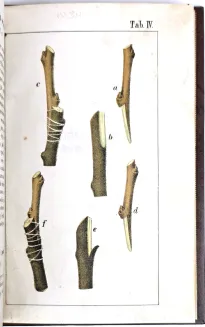 KOZUBOWSKI - RÓŻNE SPOSOBY SZCZEPIENIA DRZEW OWOCOWYCH I NARZĘDZIA OGRODNICZE DO TEGO POTRZEBNE wyd. 1878, 8 tablic chromolitografowanych - 9