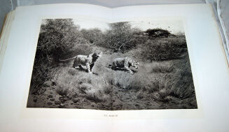 ŻEROMSKI - POPIOŁY t. I-II (komplet) wyd. 1928 akwarele Boruciński, ilustracje Bartłomiejczyk - 2