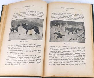 KAMOCKI- PODRĘCZNIK ŁOWIECTWA wyd. 1927 - 6