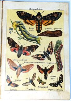MOTYLE - WSKAZÓWKI DO ZBIERANIA KRAJOWYCH MOTYLI, POCZWAREK I GĄSIENIC wyd.1900 - 3