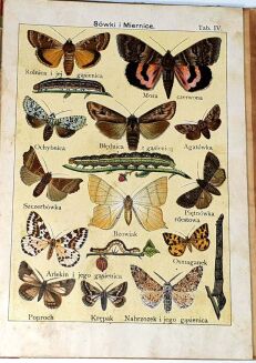 MOTYLE - WSKAZÓWKI DO ZBIERANIA KRAJOWYCH MOTYLI, POCZWAREK I GĄSIENIC wyd.1900 - 4