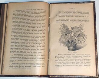 JANKOWSKI- OGRÓD WIEJSKI wyd. 1928r. - 6