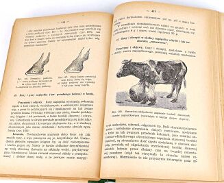 DOBRZAŃSKI- PODRĘCZNIK WETERYNARII 1939 ryciny - 5