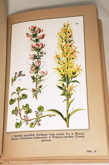 VERDMON - KURACJA ROŚLINNA wyd. 1936r. barwne tablice - 5