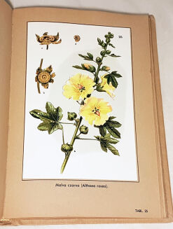 VERDMON - KURACJA ROŚLINNA wyd. 1936r. barwne tablice - 6