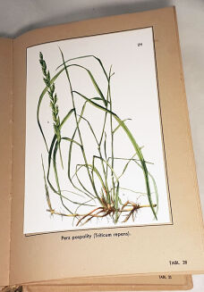 VERDMON - KURACJA ROŚLINNA wyd. 1936r. barwne tablice - 7