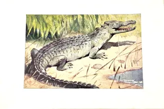 DYGASIŃSKI - WIELKIE ŁOWY 1927 ilustr. - 4