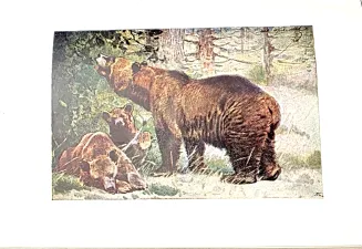 DYGASIŃSKI - WIELKIE ŁOWY 1927 ilustr. - 5