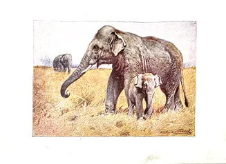 DYGASIŃSKI - WIELKIE ŁOWY 1927 ilustr. - 7