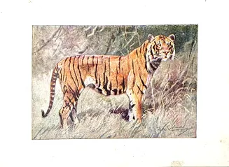 DYGASIŃSKI - WIELKIE ŁOWY 1927 ilustr. - 8