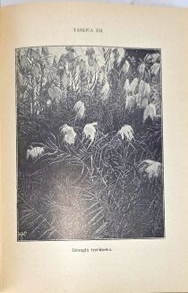 PISULIŃSKI - SZLAKIEM SŁONIA AFRYKAŃSKIEGO Wrażenia z podróży i polowań w Afryce Środkowej wyd. 1927r. ILUSTRACJE myślistwo - 7