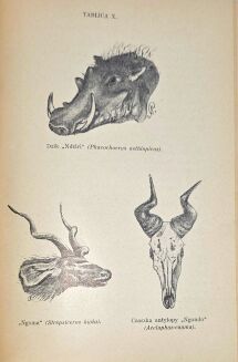 PISULIŃSKI - SZLAKIEM SŁONIA AFRYKAŃSKIEGO Wrażenia z podróży i polowań w Afryce Środkowej wyd. 1927r. ILUSTRACJE myślistwo - 6