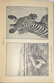 PISULIŃSKI - SZLAKIEM SŁONIA AFRYKAŃSKIEGO Wrażenia z podróży i polowań w Afryce Środkowej wyd. 1927r. ILUSTRACJE myślistwo - 12