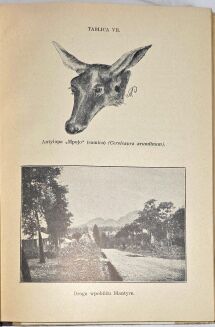 PISULIŃSKI - SZLAKIEM SŁONIA AFRYKAŃSKIEGO Wrażenia z podróży i polowań w Afryce Środkowej wyd. 1927r. ILUSTRACJE myślistwo - 11