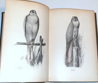 OBERLÄNDER - DER LEHRPRINZ, EIN FÜHRER FÜR ANGEHENDE JÄGER MIT BESONDERER BERÜCKSICHTIGUNG DER INTERESSEN DES REVIERINHABERS UND JAGDVERWALTERS. - 7