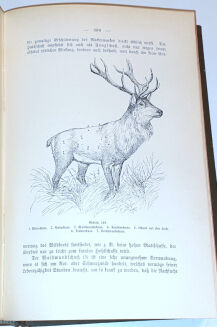 OBERLÄNDER - DER LEHRPRINZ, EIN FÜHRER FÜR ANGEHENDE JÄGER MIT BESONDERER BERÜCKSICHTIGUNG DER INTERESSEN DES REVIERINHABERS UND JAGDVERWALTERS. - 17