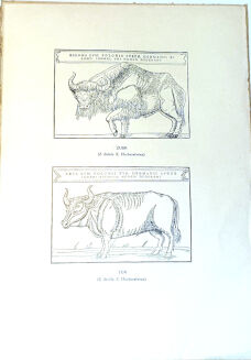 NAŁĘCZ-GOSTOMSKA - ECHA STAROPOLSKIEJ KNIEI  - 4
