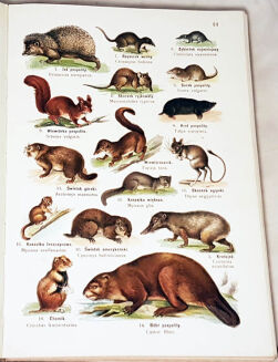 LAMPERT- ATLAS PAŃSTWA ZWIERZĘCEGO T.1-3 - 5