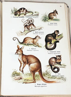 LAMPERT- ATLAS PAŃSTWA ZWIERZĘCEGO T.1-3 - 6