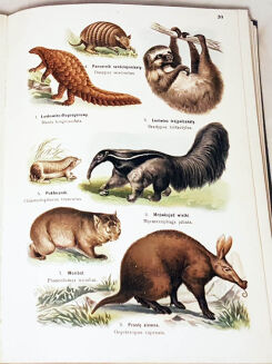 LAMPERT- ATLAS PAŃSTWA ZWIERZĘCEGO T.1-3 - 7