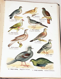 LAMPERT- ATLAS PAŃSTWA ZWIERZĘCEGO T.1-3 - 9