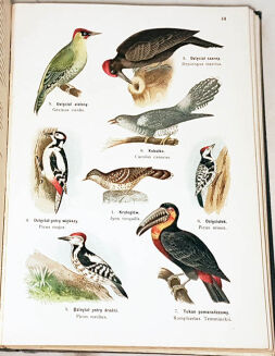 LAMPERT- ATLAS PAŃSTWA ZWIERZĘCEGO T.1-3 - 10