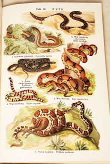 LAMPERT- ATLAS PAŃSTWA ZWIERZĘCEGO T.1-3 - 14